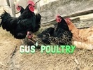 GUs' poultry
