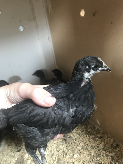 australorp cross chicks. 4 weeks old, $6 ea or $5 ea if you buy more than 3.
text if interested:  0408 753 235
